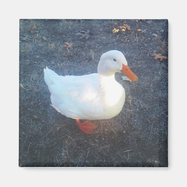 Magnet de canard (Devant)