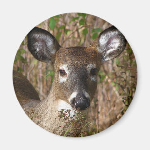 Magnet de cerfs à queue blanche