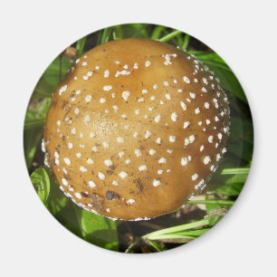 Magnet de champignons Casquettes panthère