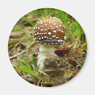 Magnet de champignons Casquettes panthère