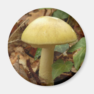 Magnet de champignons de la boue de mort