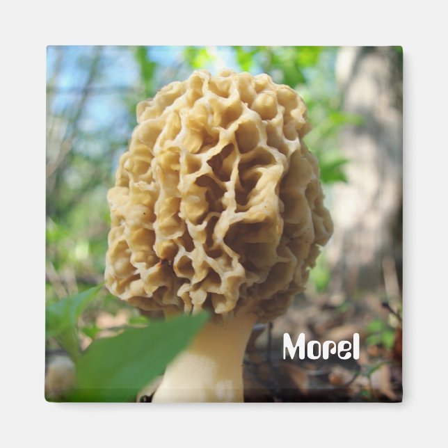 Magnet de champignons Morel (Devant)