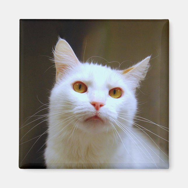 Magnet de chat de Van turc (Devant)