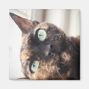 Magnet de chat Devon Rex