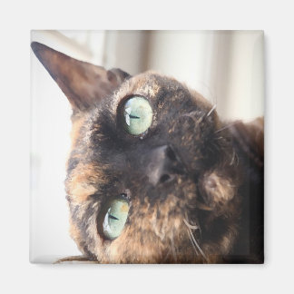 Magnet de chat Devon Rex
