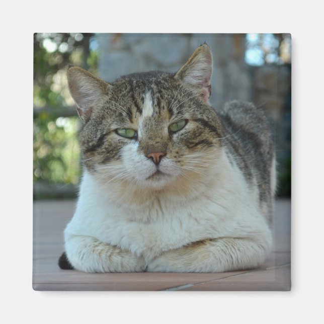 Magnet de chat tabby et blanc (Devant)