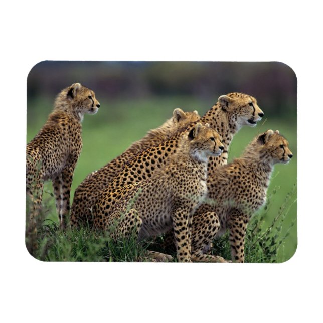 Magnet de Cheetahs (Horizontal)