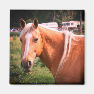 Magnet de cheval
