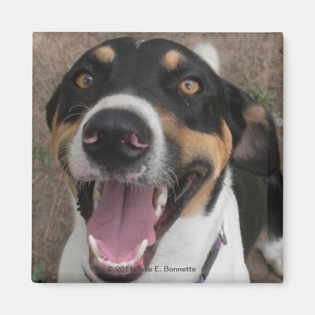 Magnet de chien de chien de chien (Devant)
