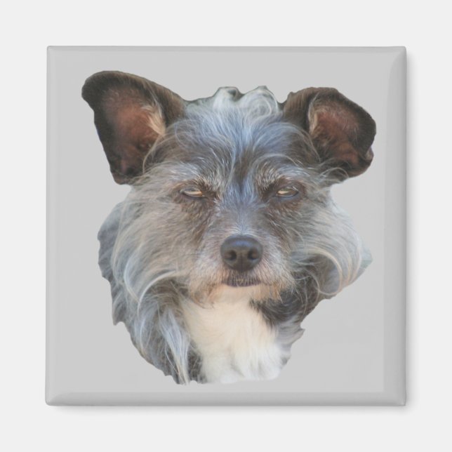 Magnet de chien de mouton Mutt de race mixte de Te (Devant)