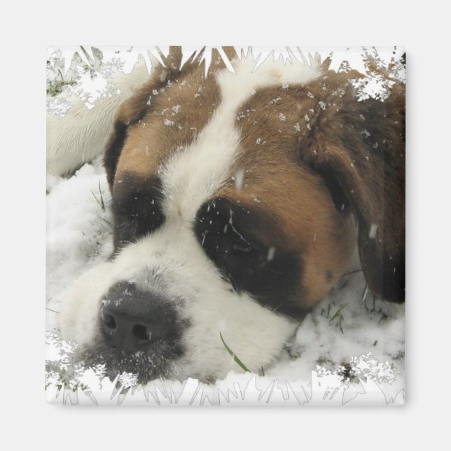 Magnet de chien St Bernard (Devant)