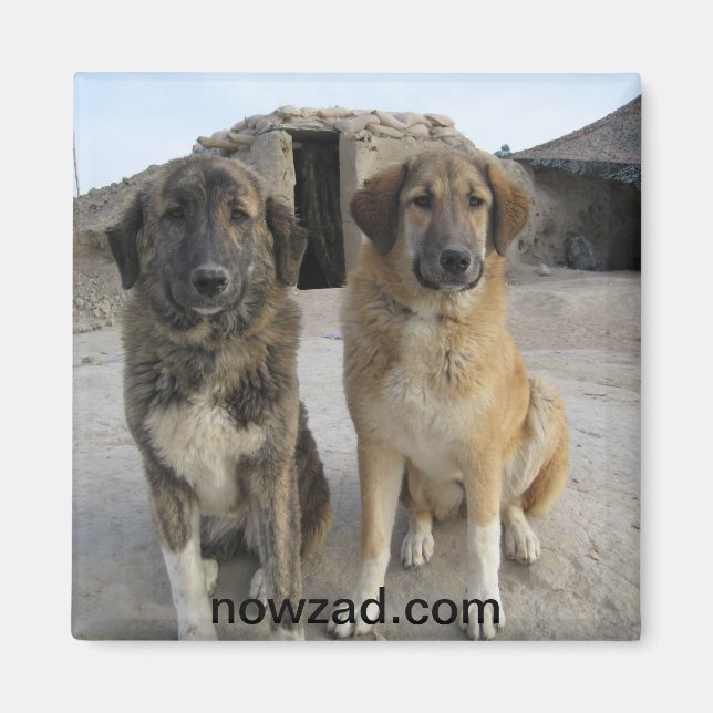 Magnet de chiens de Nowzad (Devant)
