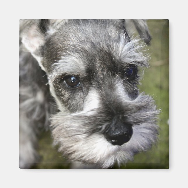 Magnet de chiot Schnauzer miniature adorable (Devant)