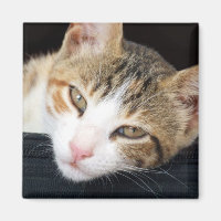 Magnet de Cleo Cat