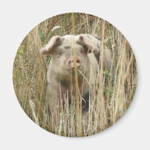 Magnet de cochon mignon