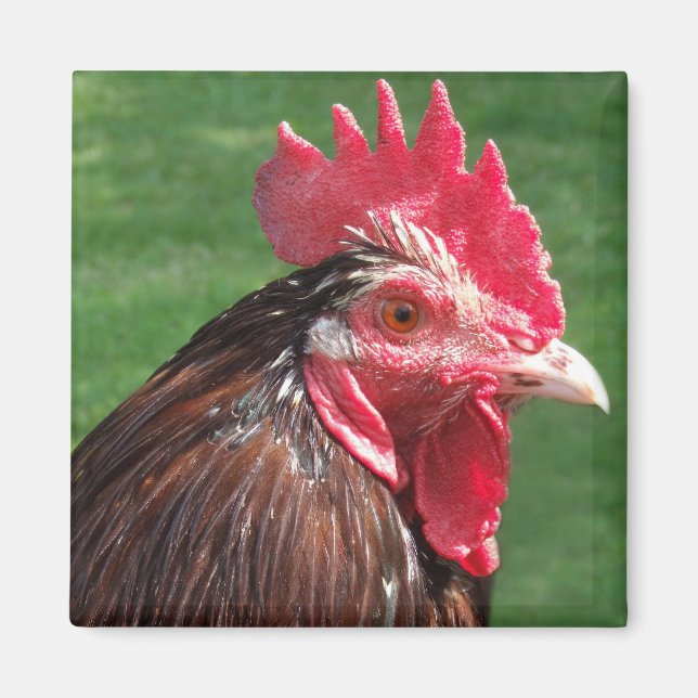 Magnet de coq (Devant)