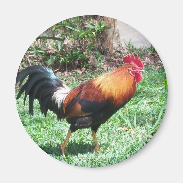 Magnet de coq Kauai (Devant)