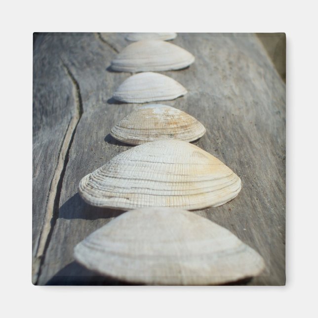 Magnet de coques de clam (Devant)