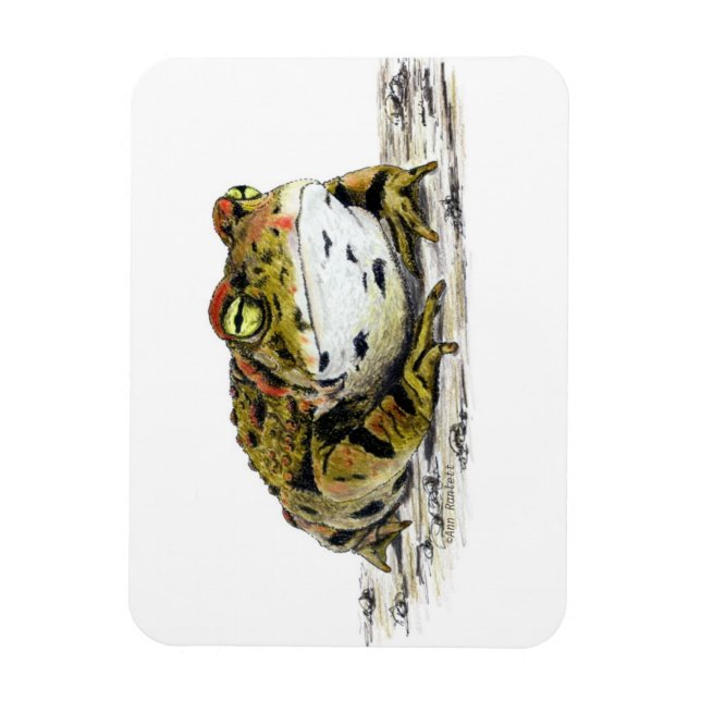 Magnet de crapaud de l'Ouest (Vertical)
