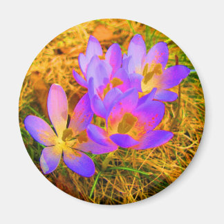 Magnet de crocus psychédélique