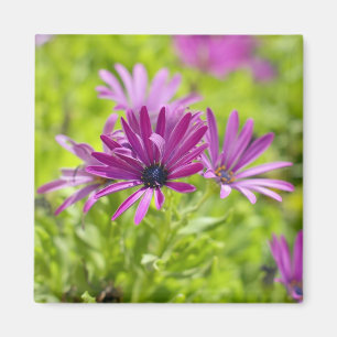 Magnet de fleur de marguerite africaine