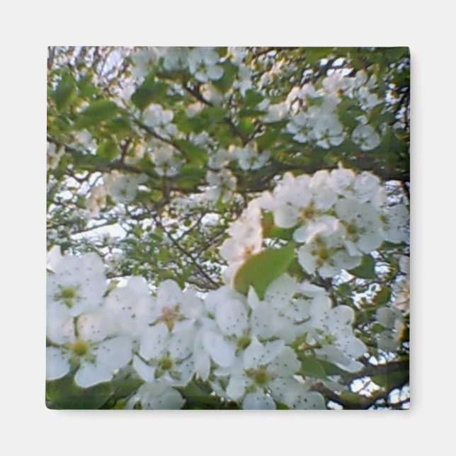 Magnet de fleurs blanches (Devant)