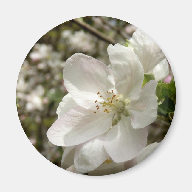 Magnet de fleurs d'Apple (Devant)