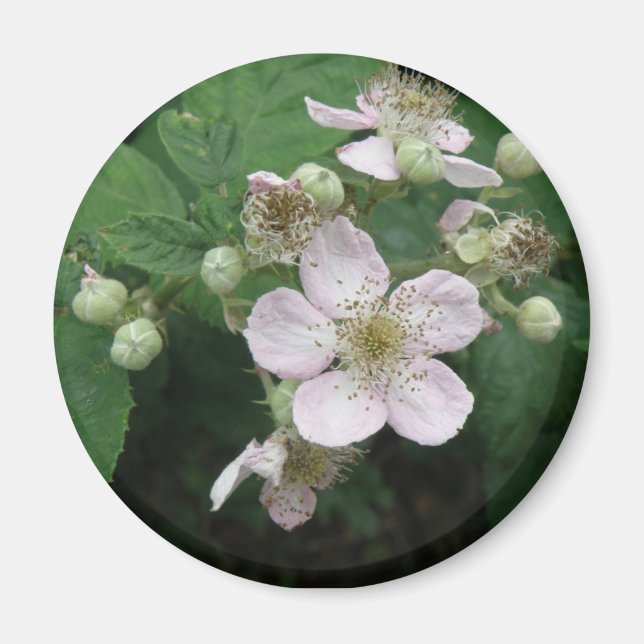 Magnet de fleurs de Blackberry (Devant)