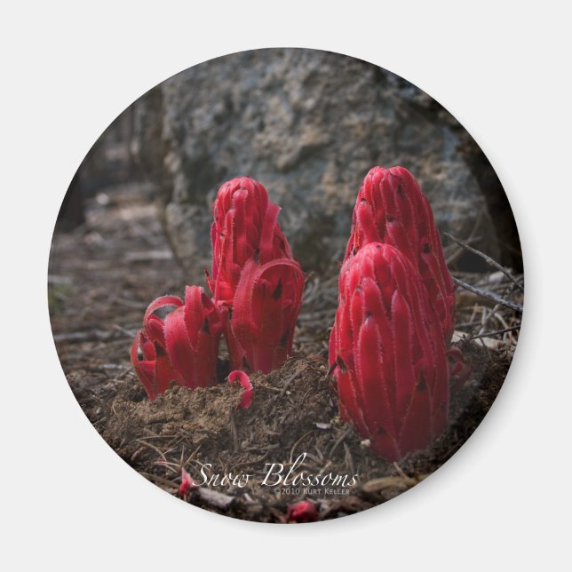 Magnet de fleurs de neige (Devant)