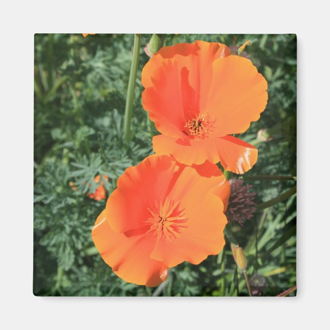Magnet de fleurs de pavot en Californie (Devant)