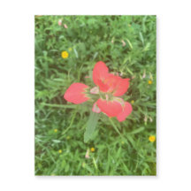 Magnet de fleurs de pinceau indien