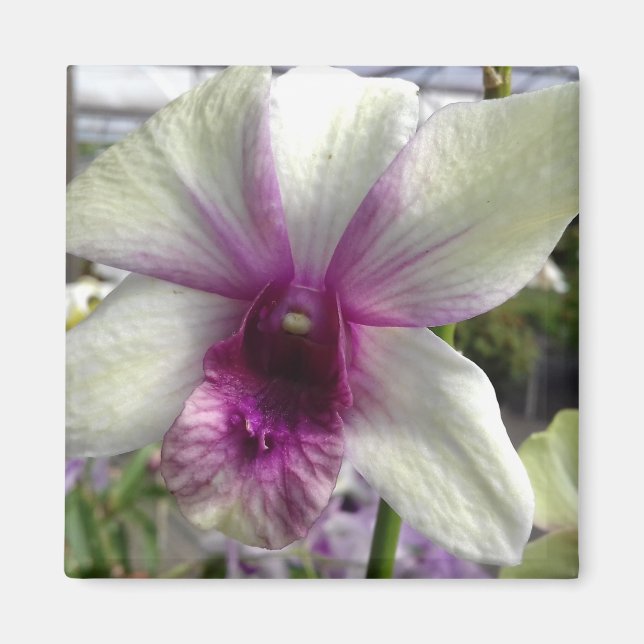 Magnet de fleurs d'orchidée (Devant)