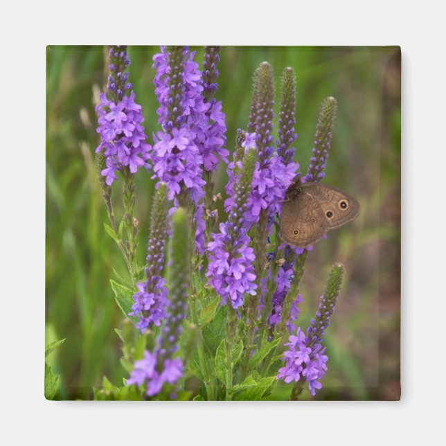 Magnet de fleurs et de papillons des Prairies (Devant)