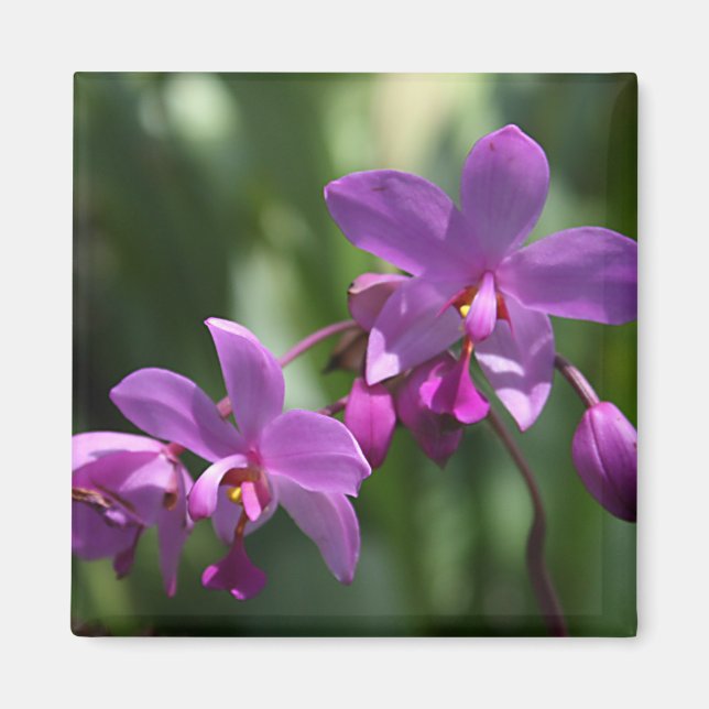 Magnet de fleurs tropicales violettes (Devant)