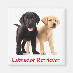 Magnet de frigo pour marionnettes de Labrador Retr