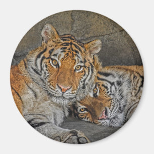 Magnet de grotte de tigre