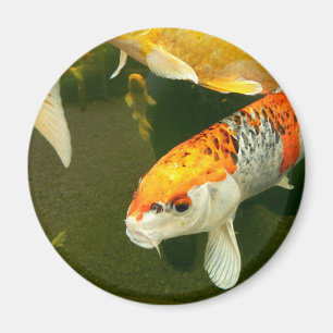 Magnet de Koi Carp