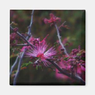 magnet de la fée rose