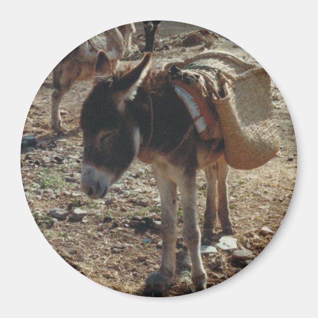 Magnet de la Mule marocaine (Devant)