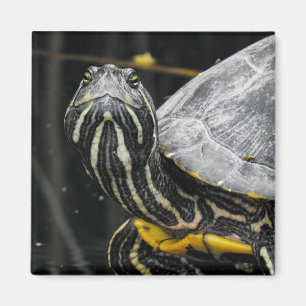 Magnet de la tortue