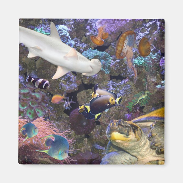 Magnet de la vie marine (Devant)