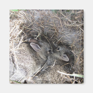 Magnet de lapins de bébé sauvage