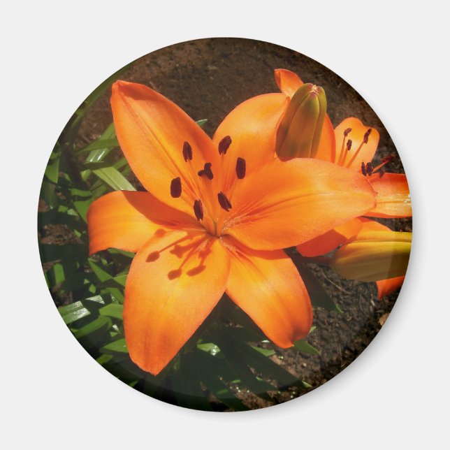 Magnet de lentilles orange (Devant)