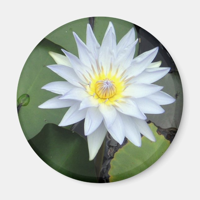 Magnet de lotus blanc (Devant)