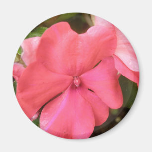 Magnet de macro à fleurs rose Impatiens