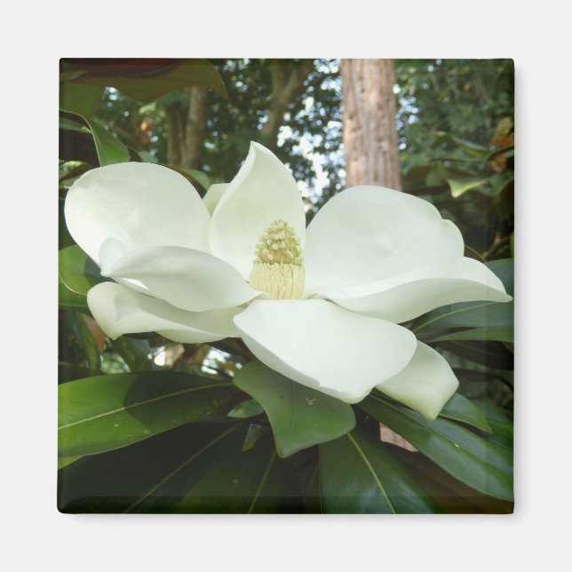 Magnet de Magnolia Grandiflora (Devant)