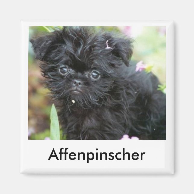 Magnet de marionnettes Affenpinscher (Devant)