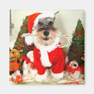 Magnet de Noël de Mini Schnauzer