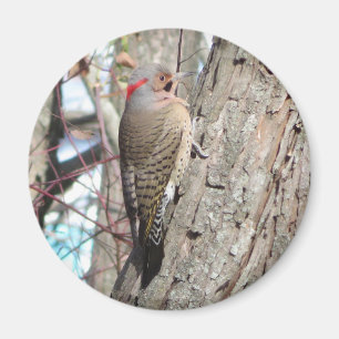 Magnet de Northern Flicker.