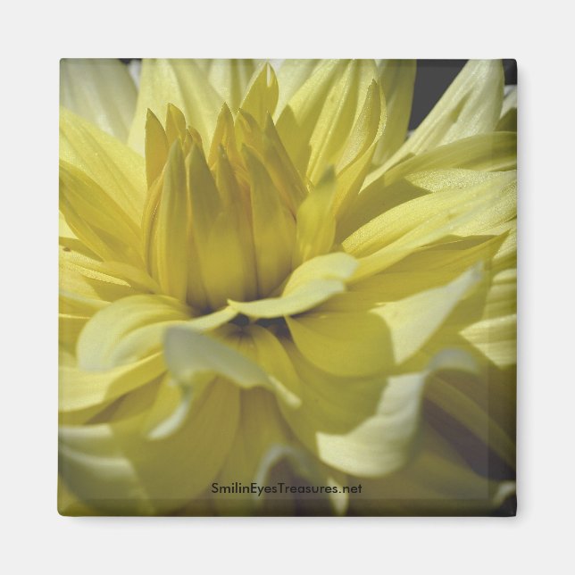 Magnet de photographie de fleur de couleur jaune D (Devant)